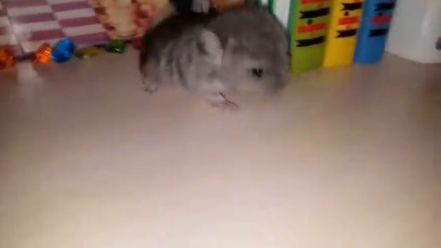 Шиншилла - девочка стандарт, 100% носитель голубого бриллианта 💎 смотреть онлайн