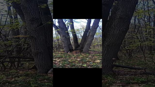 лес.осень.2024