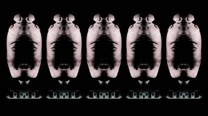 Телекомпания ВИD (Effects & Parodies) (Part 1)