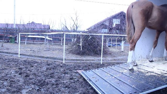 погрузка в коневоз ( жеребенок 1г10мес) смотреть онлайн