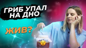НУЖНО ЗНАТЬ ПРО ЧАЙНЫЙ ГРИБ