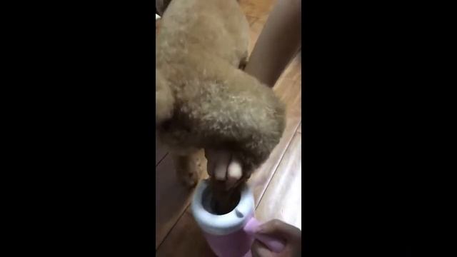Новейшая Лапомойка