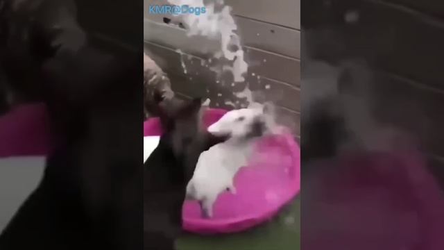 Есть два типа собак: любящие воду и не любящие воду😂 ( видео про собак )