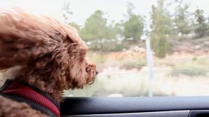 Dog travel to another city and look from car window