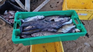 Териберка, ещё одна попытка! 2 серия.