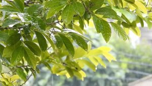 Rain with wind on trees #InterestingVide  #Rain  #Trees nature sounds
