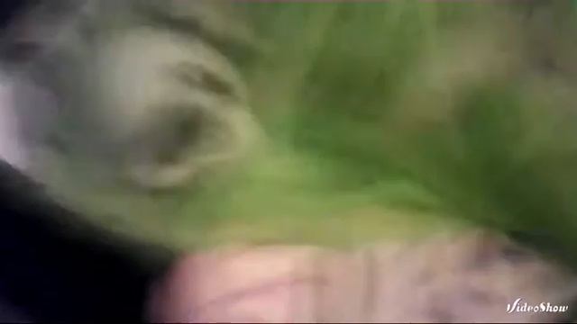 Смешное видео про мою шиншиллу часть 2 смотрите до самого конца! смотреть онлайн