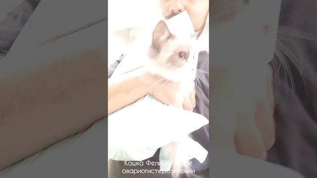 Кастрация кота и кошки: ответ на вопрос "Зачем?" 🐱🐶