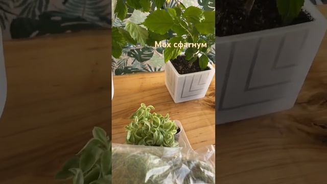 Мох сфагнум с Wildberries смотреть онлайн