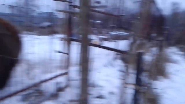 25.11.22. #Ярославнаполярная волчица и остальные)))