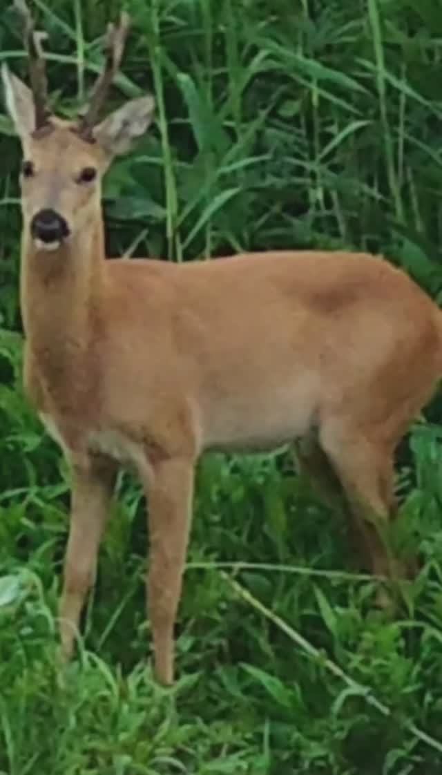 Трапеза молодого оленя.