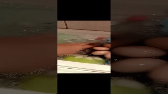 лапки 🐾