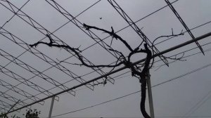 48 нуктаи пайванд дар 2 нихоли ангур.