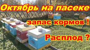 Октябрь на пасеке Запас кормов  Расплод ? Пчёлы КАРНИКА БАКФАСТ ! Осмотр пчёл перед зимовкой