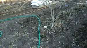 Виноградарство севера. Первые весенние мероприятия на винограднике.