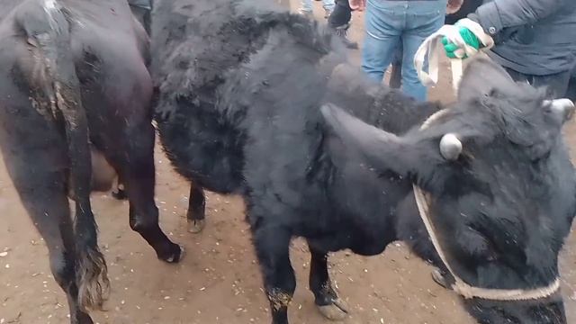 Yozyovon mol bozori Jaydari sigirlar narxlari  24.01.2024