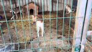 ПЕРЕВОЖУ КОБЫЛУ•ХОРТЫЕ И РУССКИЕ ПСОВЫЕ БОРЗЫЕ•ОБЗОР ДЕРЕВНИ