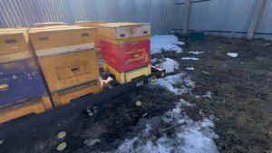 Обзор прицепа для пчёл Балансир с выкатом рядом, об итогах зимовки и обзор участка, где стоят пчёлы