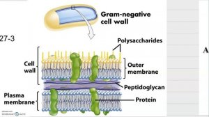 How Alcohol Prevents Infection