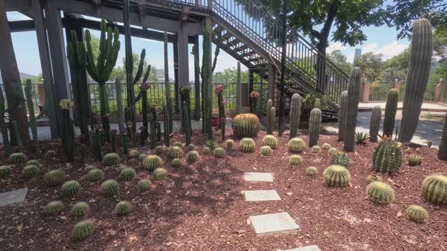 Китай, Сямен (Xiamen), Jul 2024, Huweishan Atmosphere Theme Park, кактусовый сад смотреть онлайн