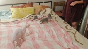 Котята играют с бантиком на веревке