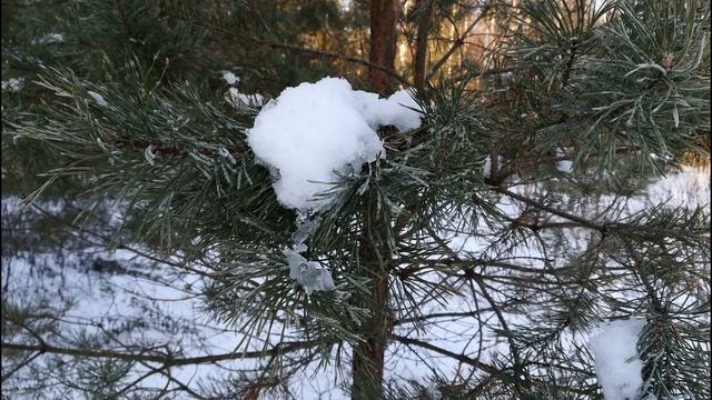 Красота зимнего леса.
