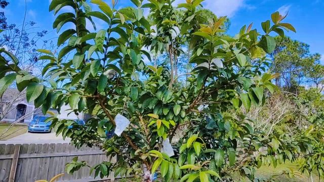 Tropical Fruit Trees Fruiting!