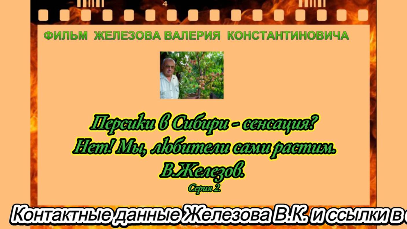 Персики в Сибири - сенсация. Нет! Мы , любители сами растим. В.Железов.  Серия 2.