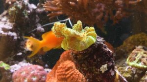 SHALLOW REEF TANK after 800 days - UPDATE OF 300 Liter lagoon aquarium 🐠