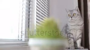 Stock Footage | Adult cat turns and looks out the window, focus on cat .