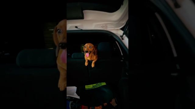 Такса залезла в багажник проверить что купили в магазине смотреть онлайн