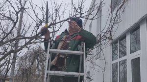 Обрезка персика