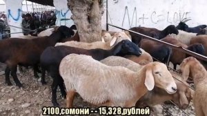 Молбозори Душанбе нархи Гусфанд и мода, Цена Овец и Баран кучкор 28 августа 2020 г.