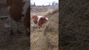 Колики у телят// Народные медицина против научной
