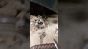 замена задних колодок и тормозной жидкости на форд фокус 2