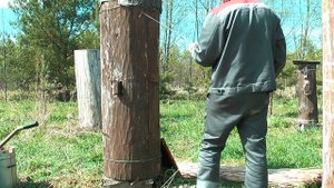Подготовка пчелиной колоды к самозаселению. Весенние работы в колоде