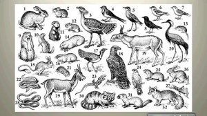 География 8 класс. Урок ..Тема-Природные зоны-Степь,Полупустыни и пустыни.