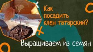 Как вырастить клен татарский из семян. Посадка осенью