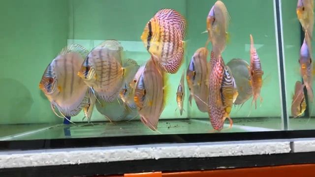 Сортировка маля и новая рубрика смотреть онлайн