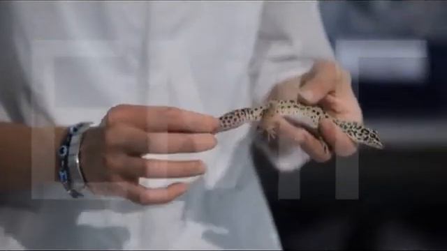 Паталогии у эублефара