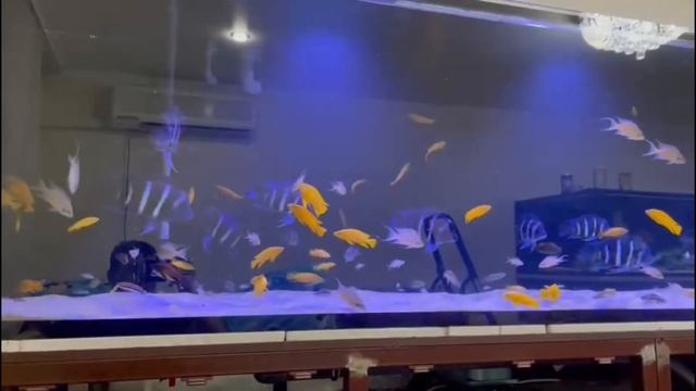 Красивые фронтозы смотреть онлайн