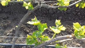 Зеленые операции на винограднике.Вторая выломка почек