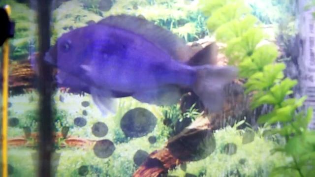 Дельфины смотреть онлайн