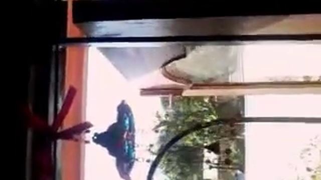 World through my windows🌈👌 смотреть онлайн