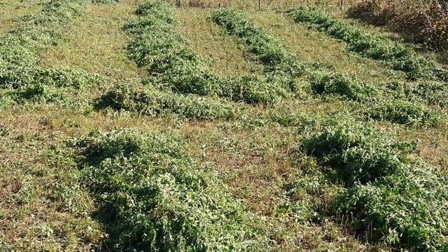 НУЖНО УСПЕТЬ С СЕНОМ/ ПОСЛЕДНИЙ СЕНТЯБРЬСКИЙ УКОС ЛЮЦЕРНЫ. смотреть онлайн