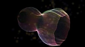 Star Wars Medley by Peter Hollens and Lindsey Stirling | WhiteCap performance