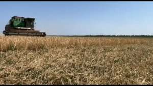 Возим зерно от комбайна ДОН 1500Б! Минимум затрат и сыпет хорошо, не смотря на засуху!!!