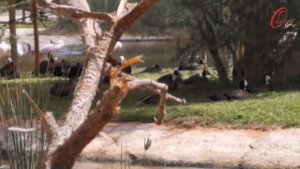 Sharjah Safari Park | World's Largest Safari outside the Africa |3 packages | locations | Aldhaid 4