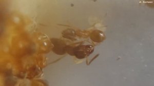 Зимовка Желтый земляной муравей Lasius Flavus - Hibernation  Lasius Flavus