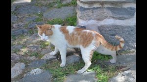 Коты на Афоне. Cats on Mount Athos